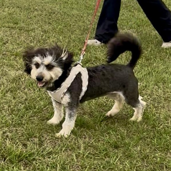Enlarge Bouncy, a ADOPTABLE mixed breed in Sealy, TX image 2/6