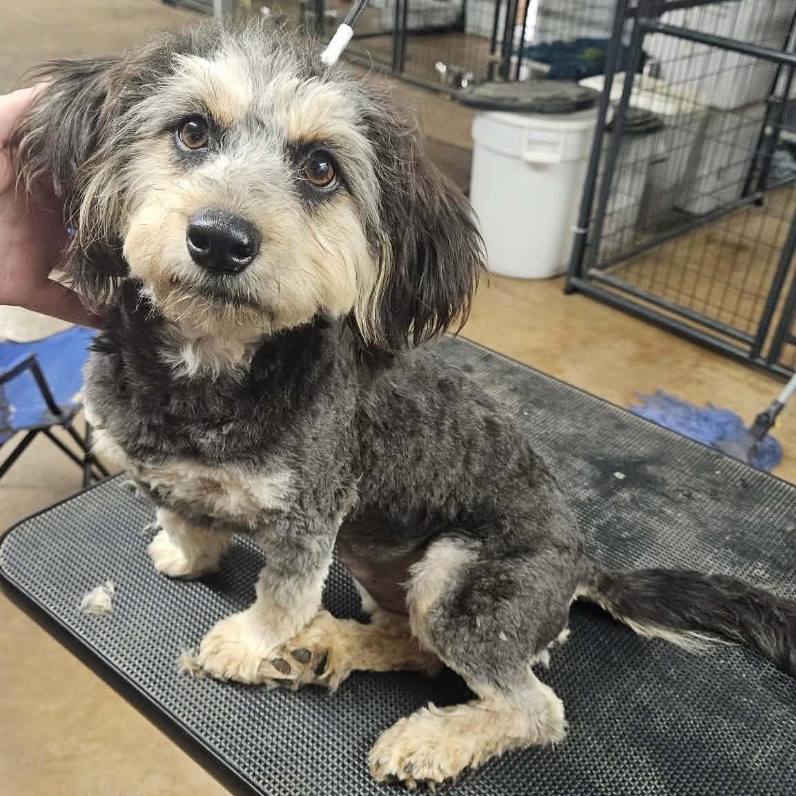 Enlarge Bouncy, a ADOPTABLE mixed breed in Sealy, TX image 4/6