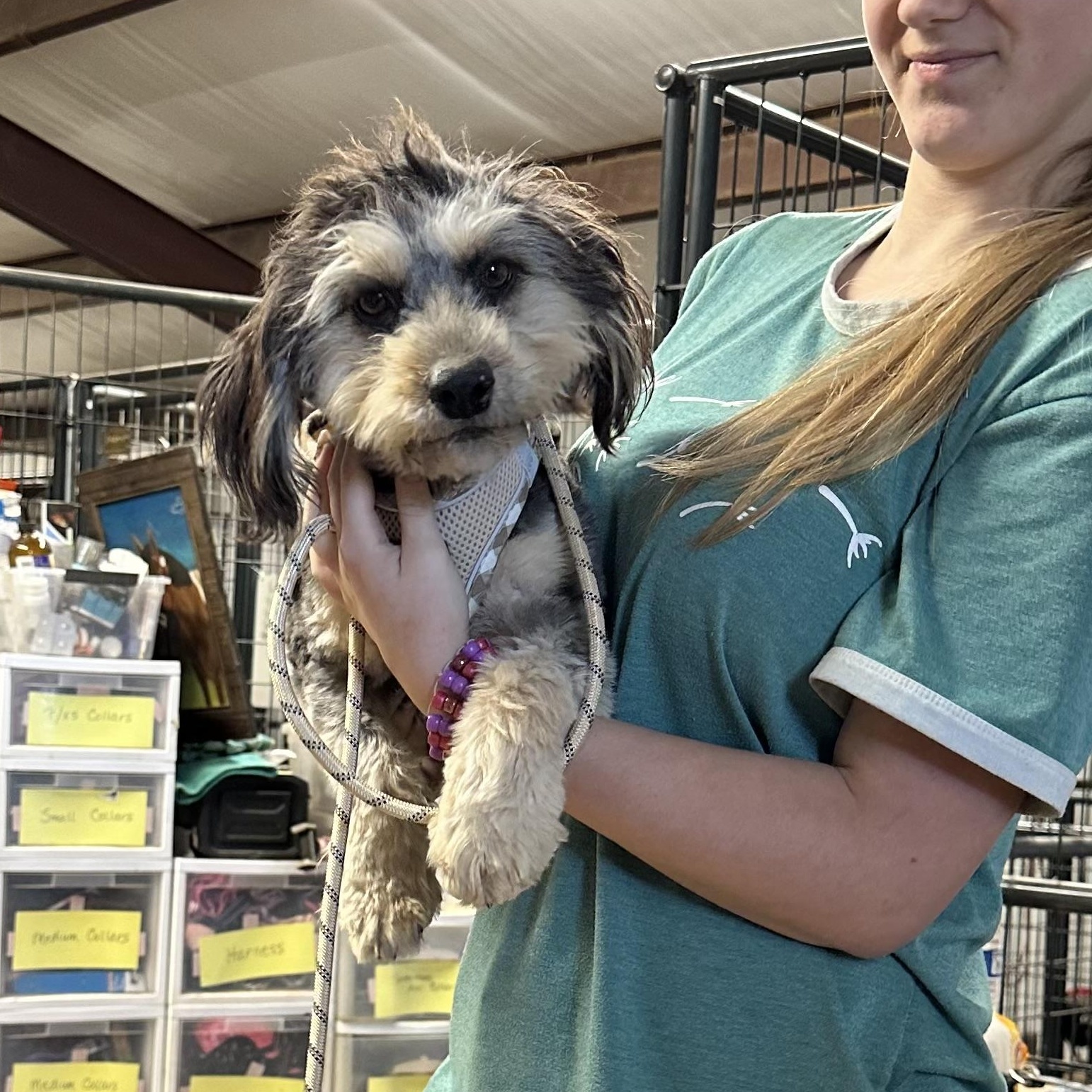 Enlarge Bouncy, a ADOPTABLE mixed breed in Sealy, TX image 5/6