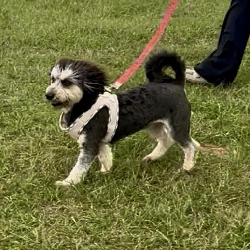 Enlarge Bouncy, a ADOPTABLE mixed breed in Sealy, TX image 3/6