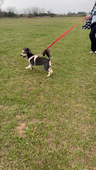 Enlarge Bouncy, a ADOPTABLE mixed breed in Sealy, TX video 6/6