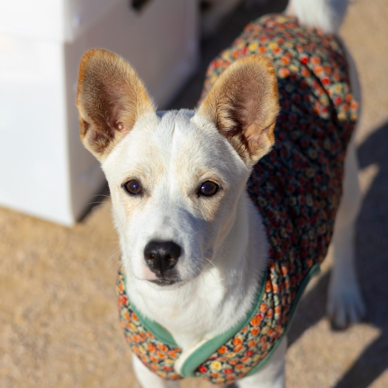 Dumbo, ADOPTABLE, Puppy Male Terrier & Jindo.