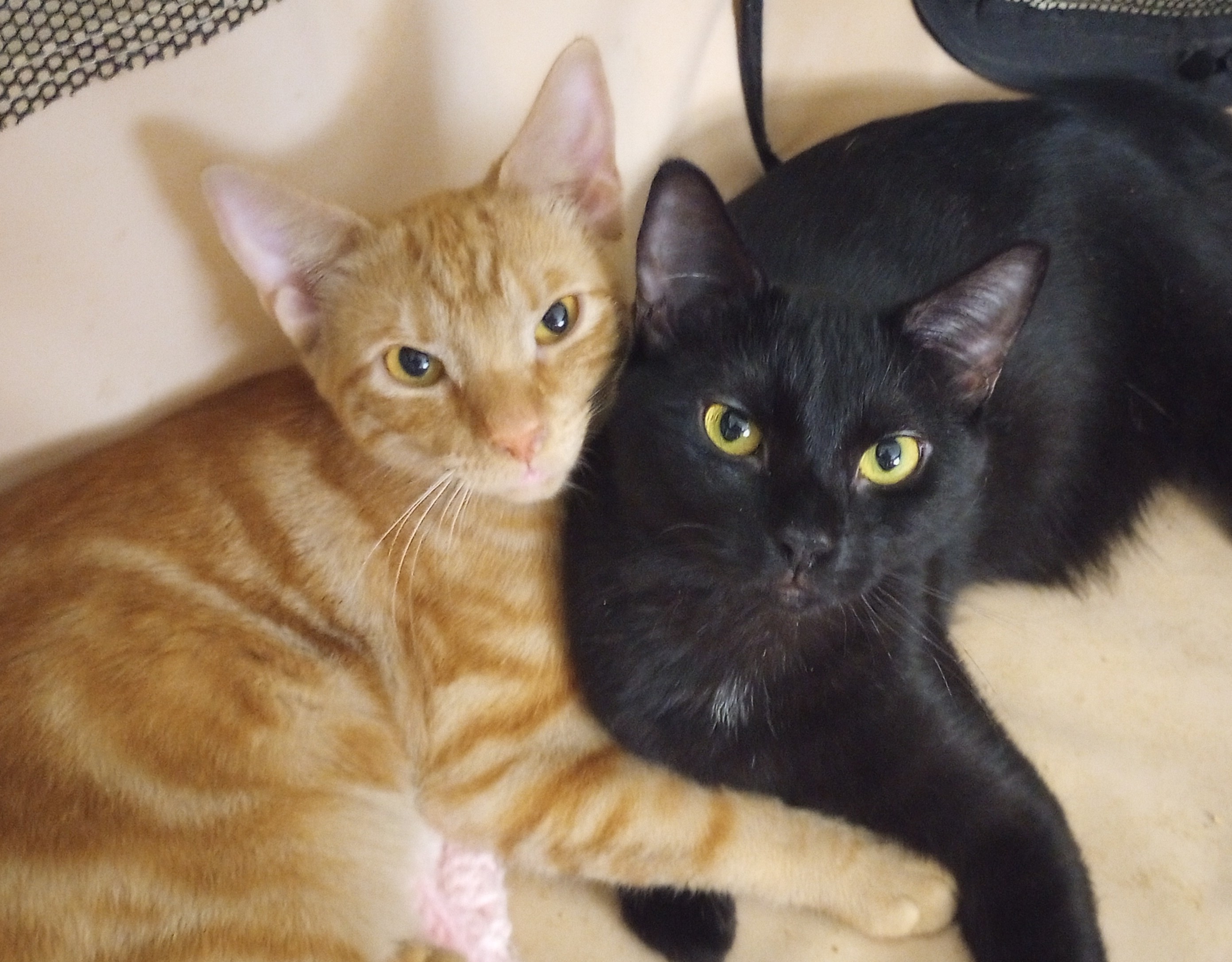 Goldie, Adopted, Young Female Domestic Short Hair.