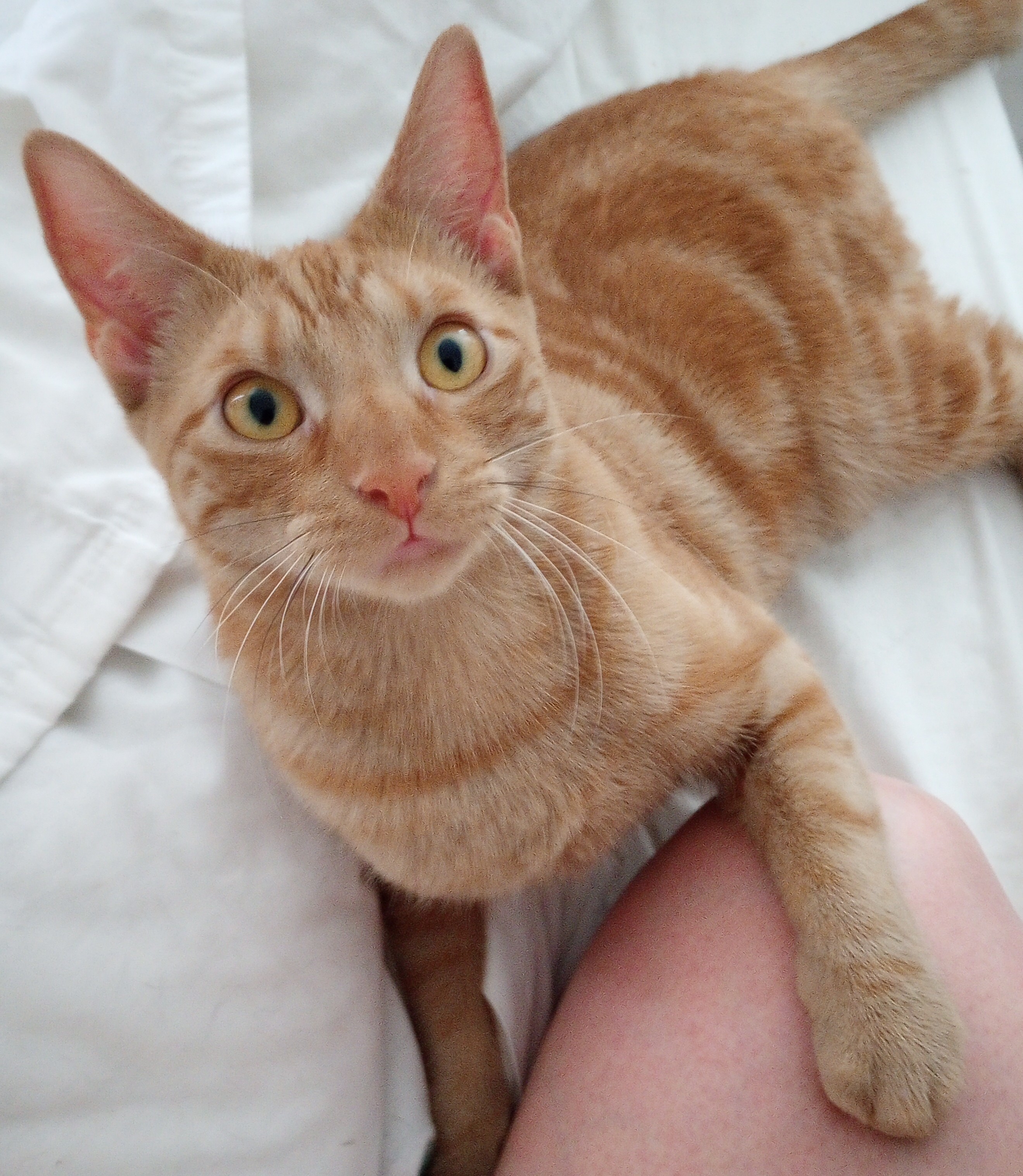 Goldie, a Adopted Domestic Short Hair in Morganville, NJ image 3/3