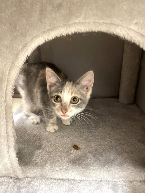 Enlarge Dorito, a Adopted Domestic Short Hair in Red Wing, MN image 2/2