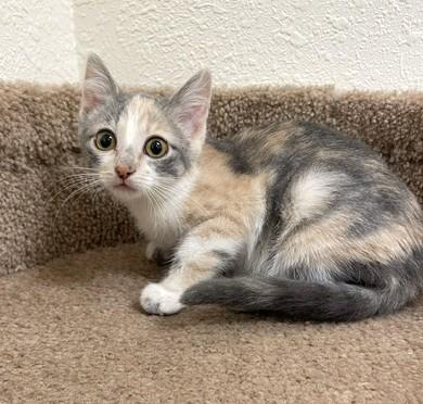 Dorito, Adopted, Kitten Female Domestic Short Hair.