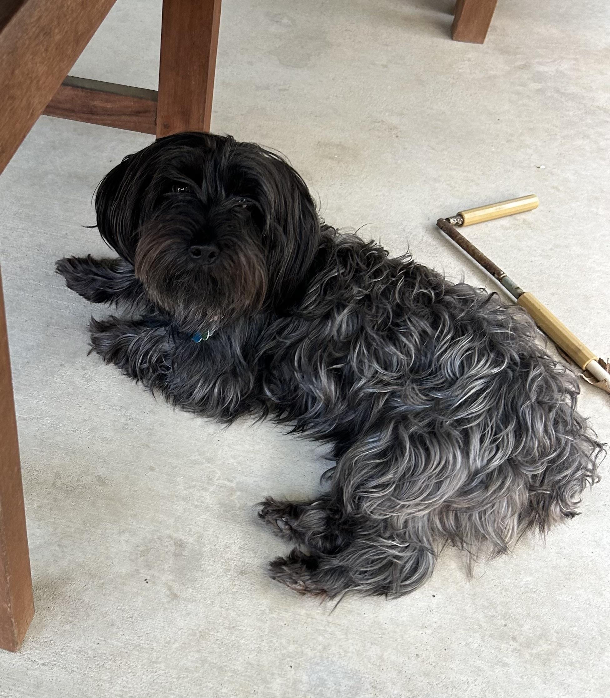 Enlarge Flora, a ADOPTABLE Maltipoo in Austin, TX image 1/1