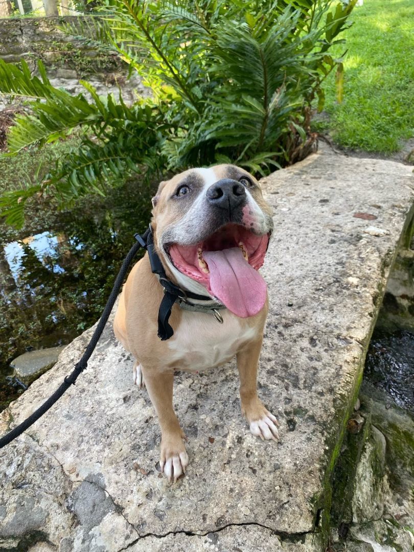 Enlarge Bentley, a Adoptable Mixed Breed in Palm Harbor, FL image 2/6