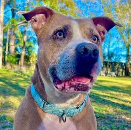 Enlarge Bentley, a Adoptable Mixed Breed in Palm Harbor, FL image 3/6