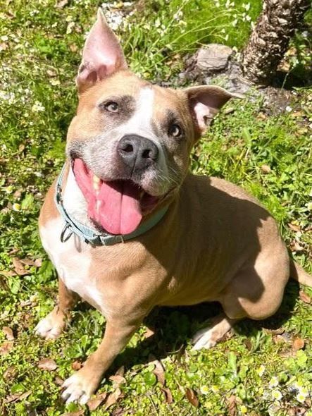 Bentley, Adoptable, Adult Male Mixed Breed.