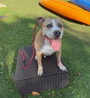 Enlarge Bentley, a Adoptable Mixed Breed in Palm Harbor, FL image 4/6