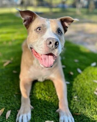 Enlarge Bentley, a Adoptable Mixed Breed in Palm Harbor, FL image 5/6