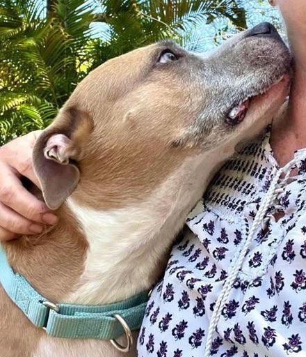 Enlarge Bentley, a Adoptable Mixed Breed in Palm Harbor, FL image 6/6