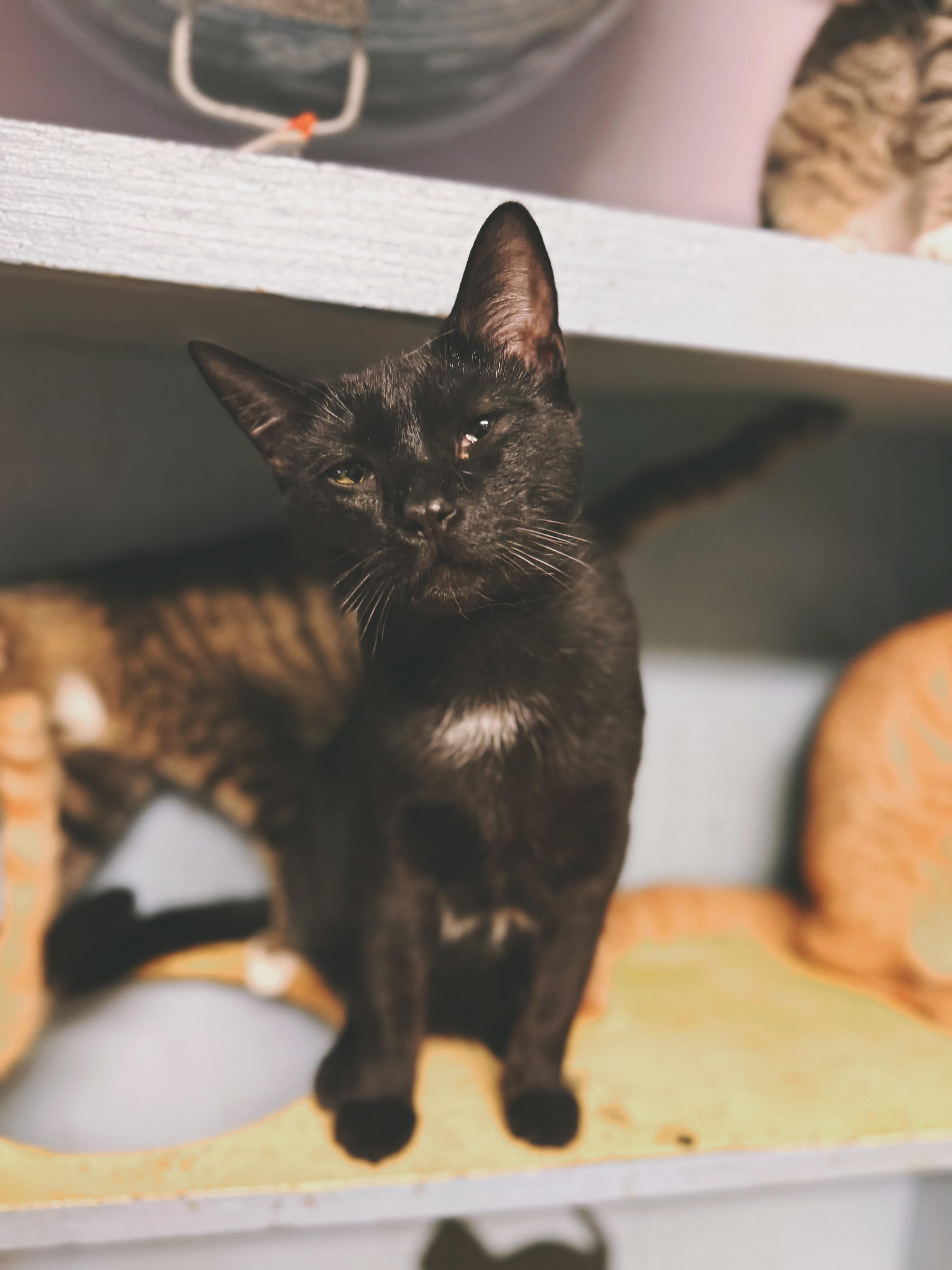 Ryder, Adoptable, Young Male Domestic Short Hair.