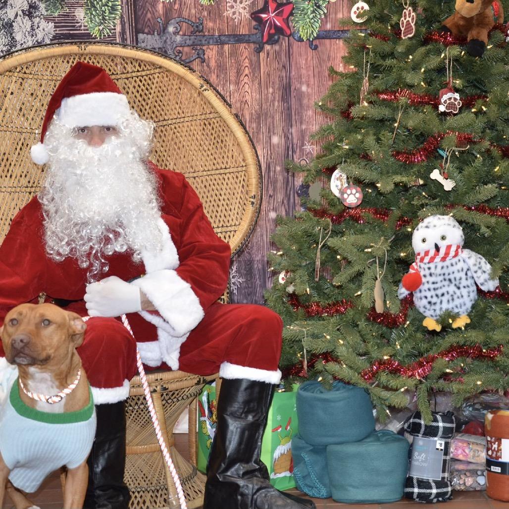 Turtle, Adoptable, Adult Male Mixed Breed.