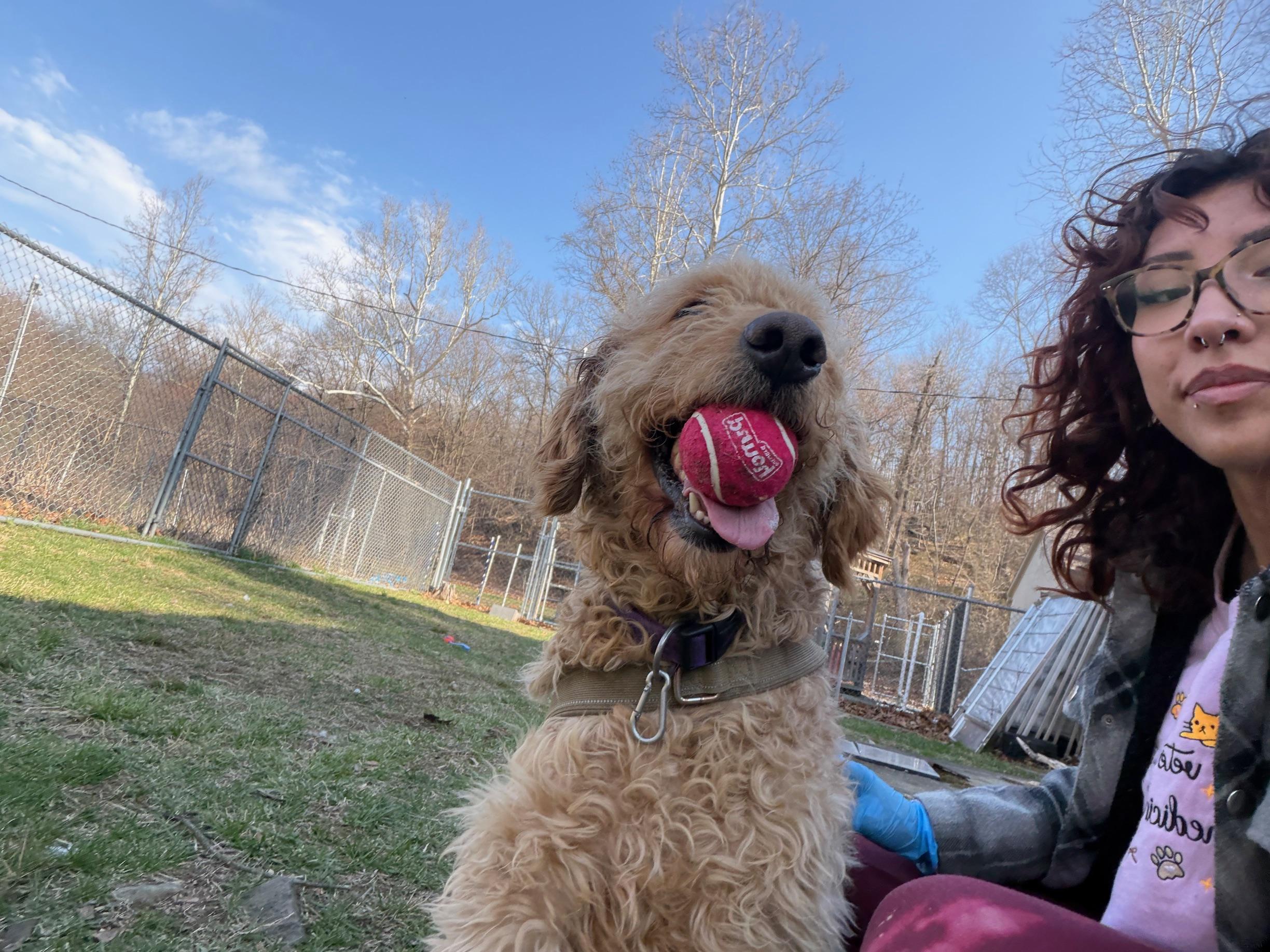 Enlarge Frankie, a ADOPTABLE Goldendoodle in Bloomingdale, NJ image 2/2