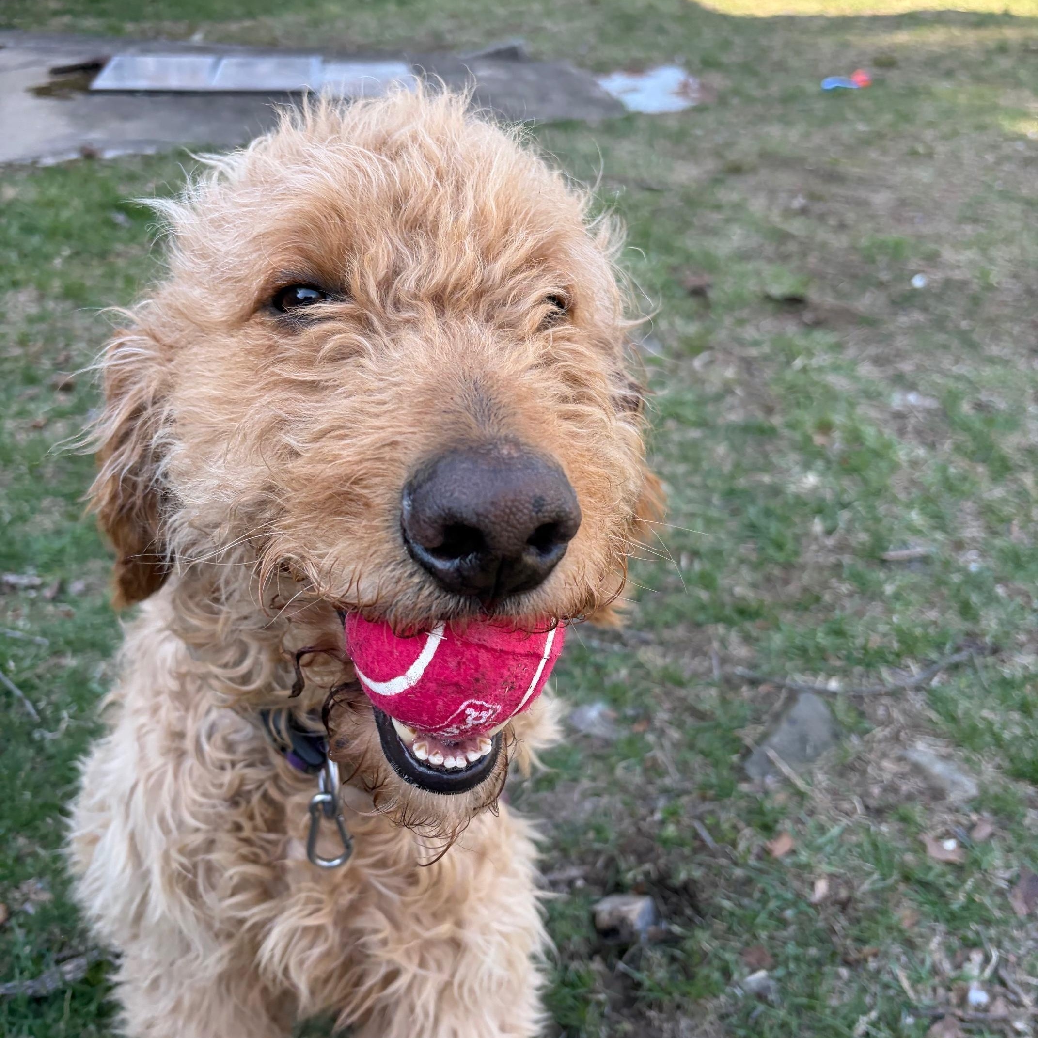 Frankie, ADOPTABLE, Young Male Goldendoodle.