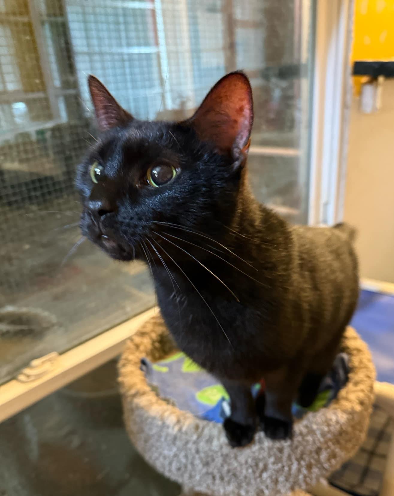 Shadow Reaper, a Adoptable Domestic Short Hair in Springfield, IL image 2/6