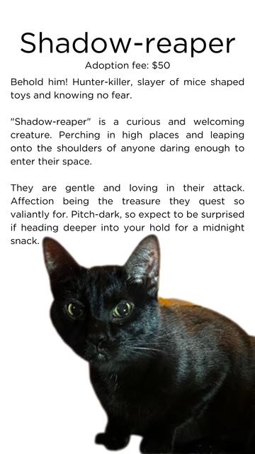 Shadow Reaper, a Adoptable Domestic Short Hair in Springfield, IL image 5/6