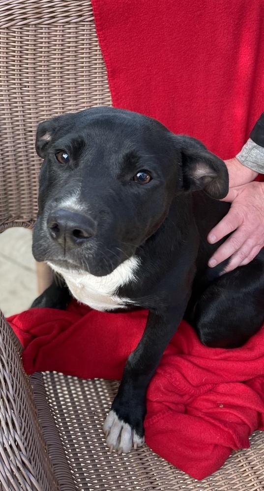 Enlarge Cookie - Blaze, a Adoptable mixed breed in Bonita, CA image 1/3