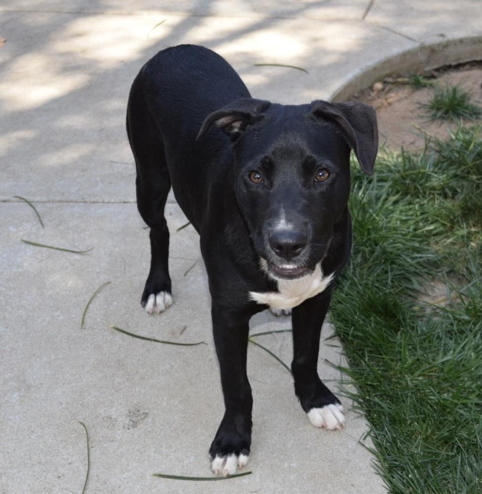 Enlarge Cookie - Blaze, a Adoptable mixed breed in Bonita, CA image 2/3