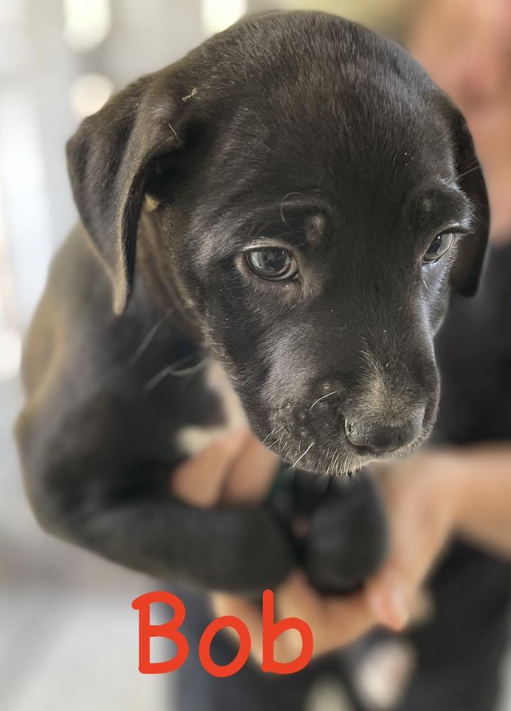 Enlarge Cookie - Blaze, a Adoptable mixed breed in Bonita, CA image 3/3