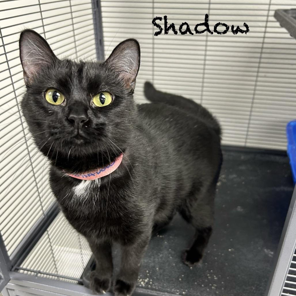 Enlarge Shadow, a Adoptable Domestic Short Hair in Hannibal, MO image 1/2