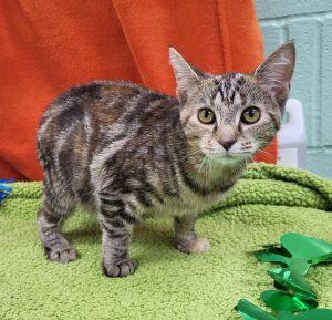 Enlarge Mocha, a ADOPTABLE Domestic Short Hair in Bucyrus, OH image 3/3