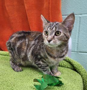 Enlarge Mocha, a ADOPTABLE Domestic Short Hair in Bucyrus, OH image 2/3