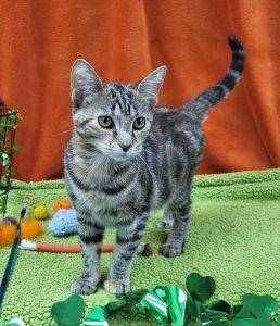 Enlarge Mocha, a ADOPTABLE Domestic Short Hair in Bucyrus, OH image 1/3