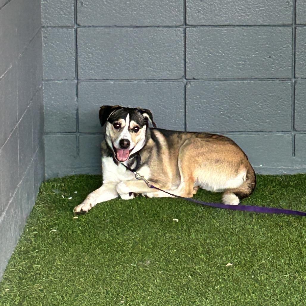 Manchester, a Adoptable Mixed Breed in Jupiter, FL image 1/6