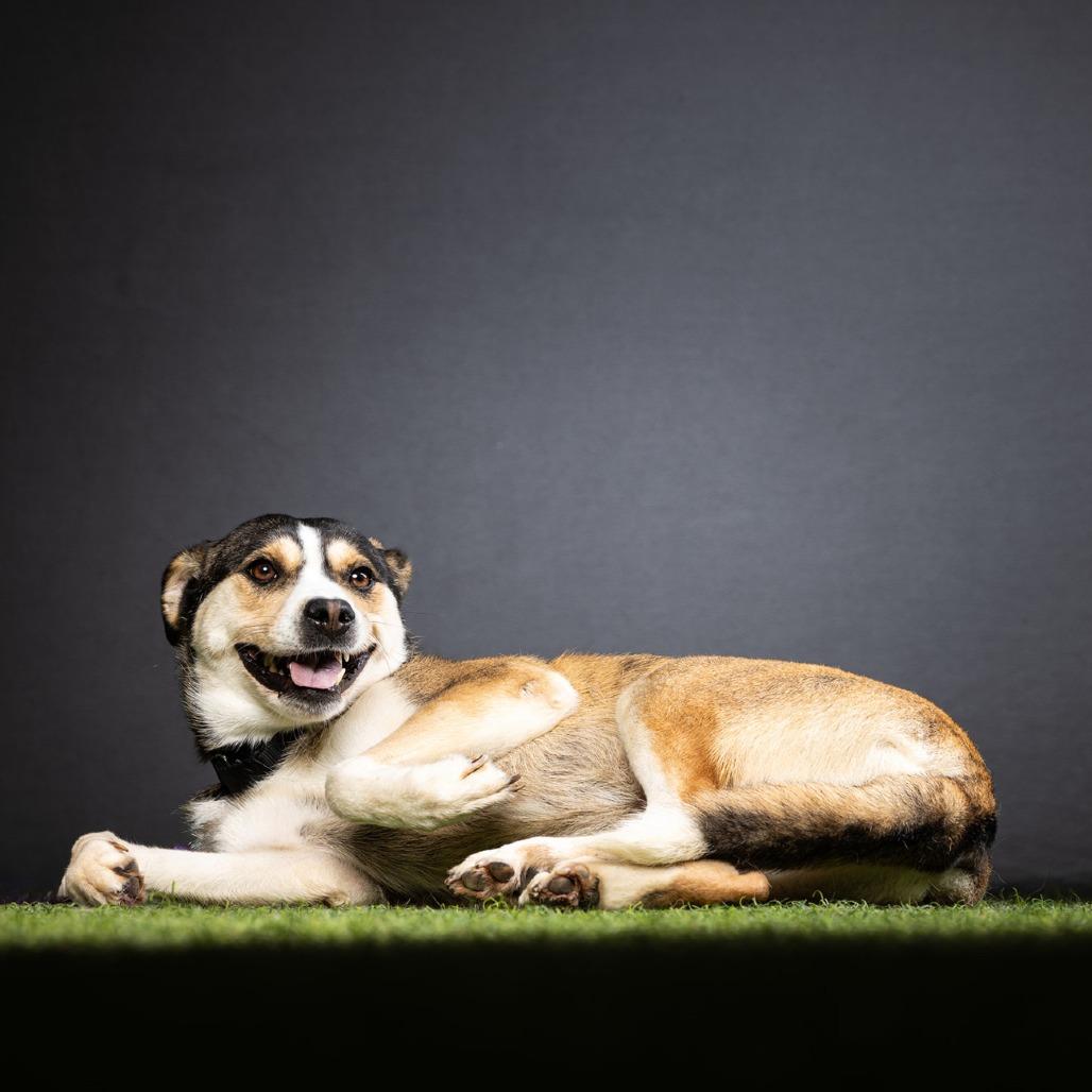 Manchester, a Adoptable Mixed Breed in Jupiter, FL image 2/6