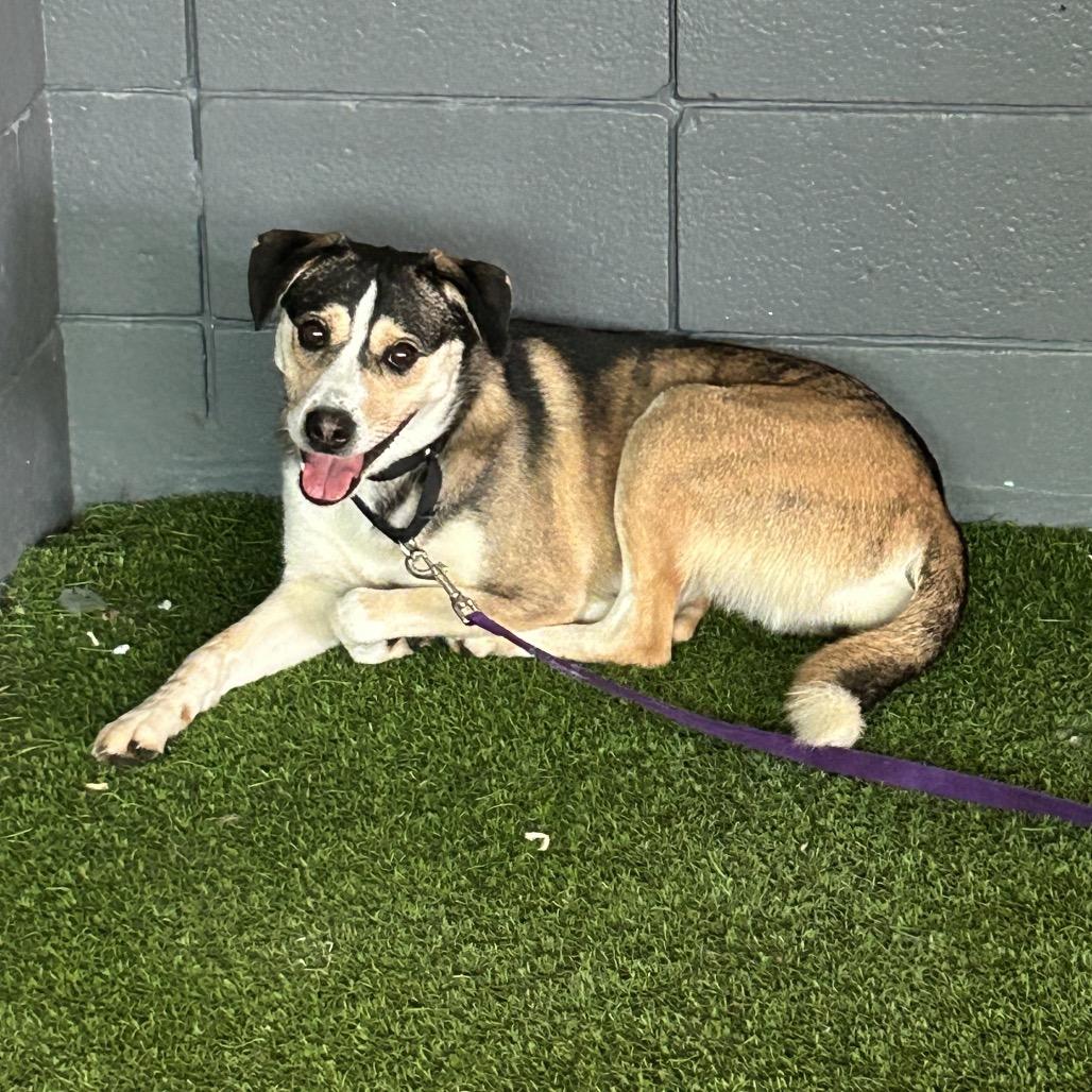 Manchester, a Adoptable Mixed Breed in Jupiter, FL image 3/6