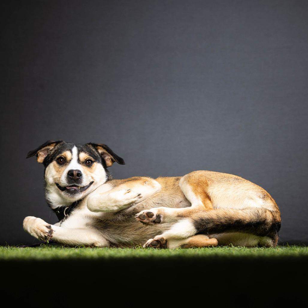 Manchester, a Adoptable Mixed Breed in Jupiter, FL image 4/6