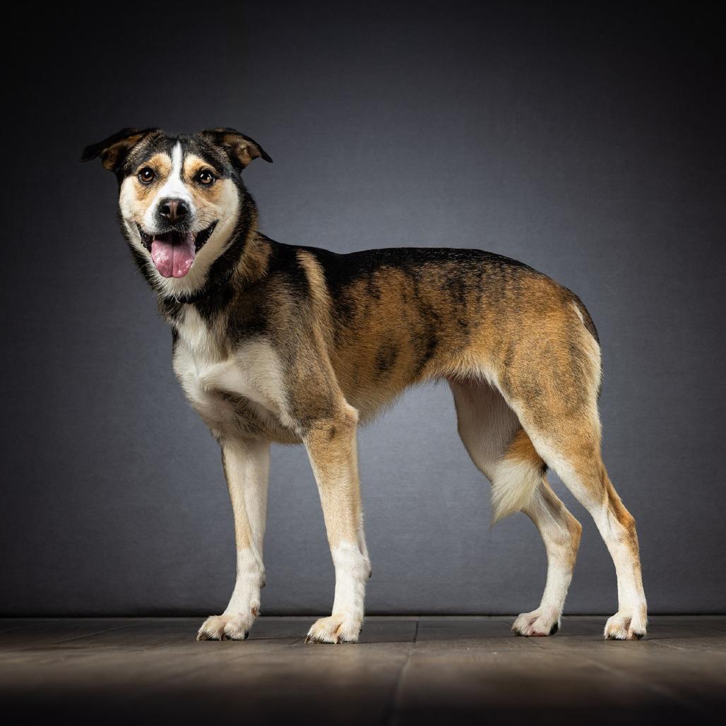 Manchester, a Adoptable Mixed Breed in Jupiter, FL image 5/6