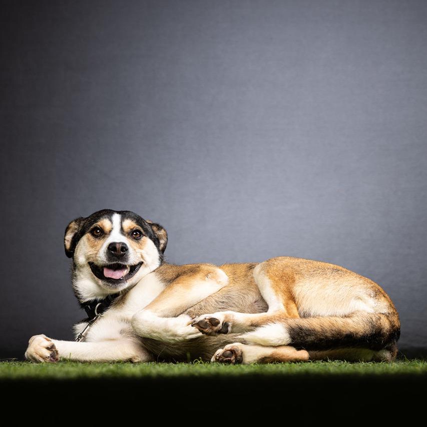 Manchester, a Adoptable Mixed Breed in Jupiter, FL image 6/6