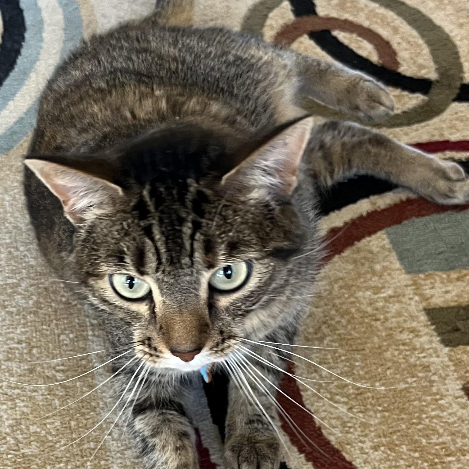 Enlarge Cinnamon K., a Adoptable Tabby in Sacramento, CA image 1/1