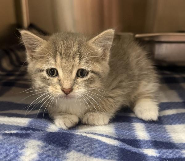 Sabrina, Adoptable, Kitten Female Domestic Short Hair.
