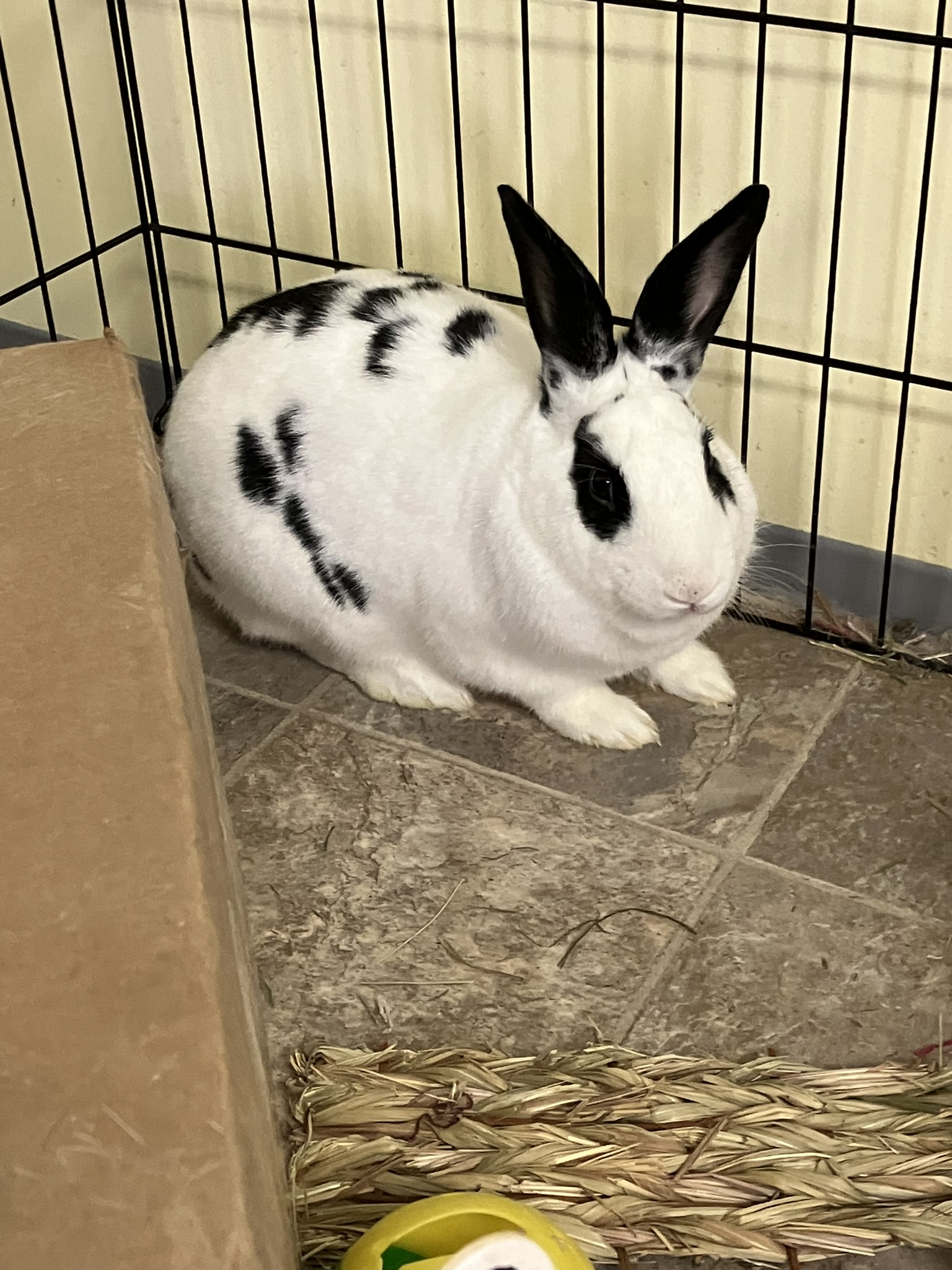 Shaggy, Adoptable, Adult Male English Spot.