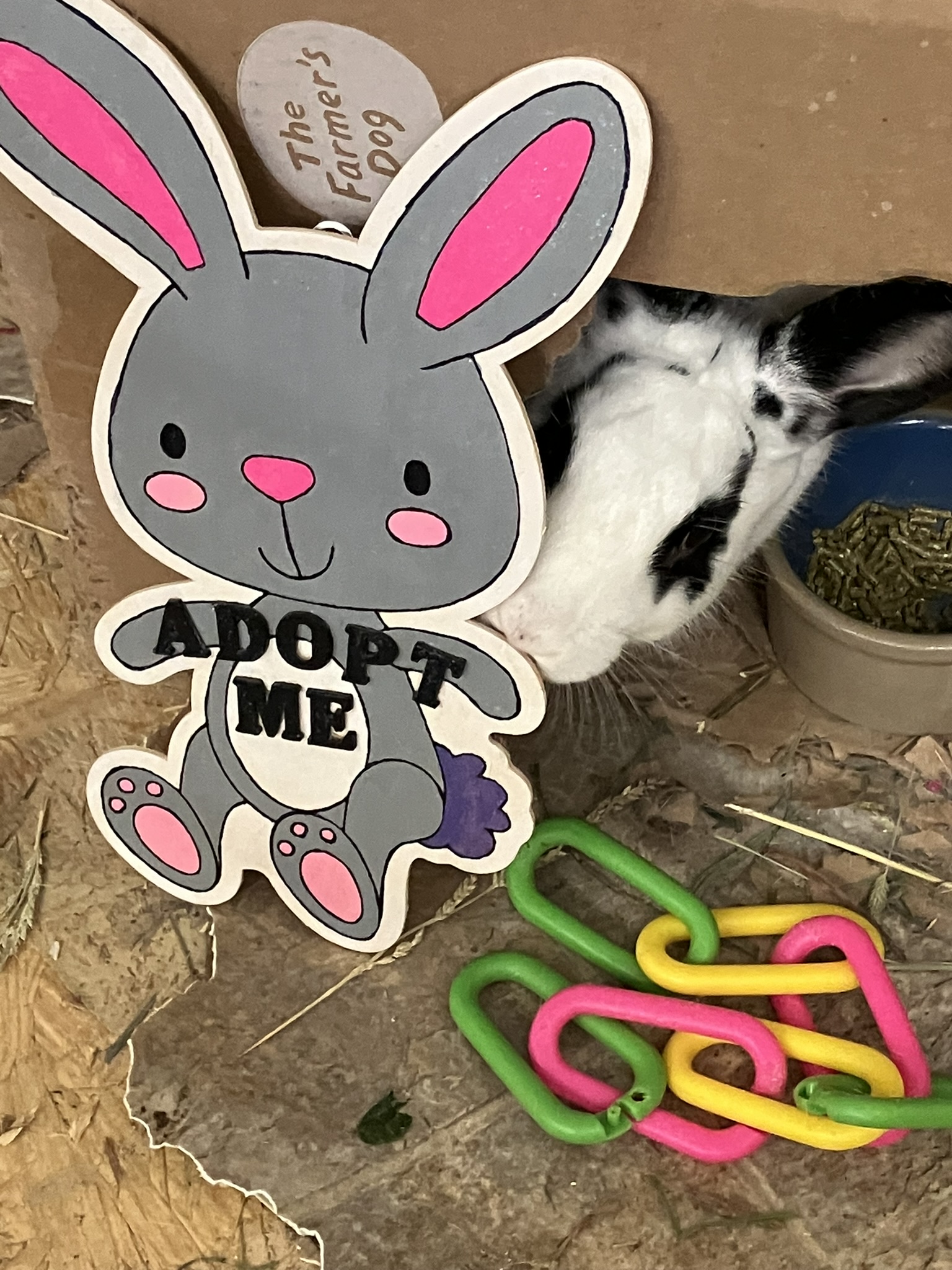 Enlarge Shaggy, a Adoptable English Spot in Fremont, OH image 2/2