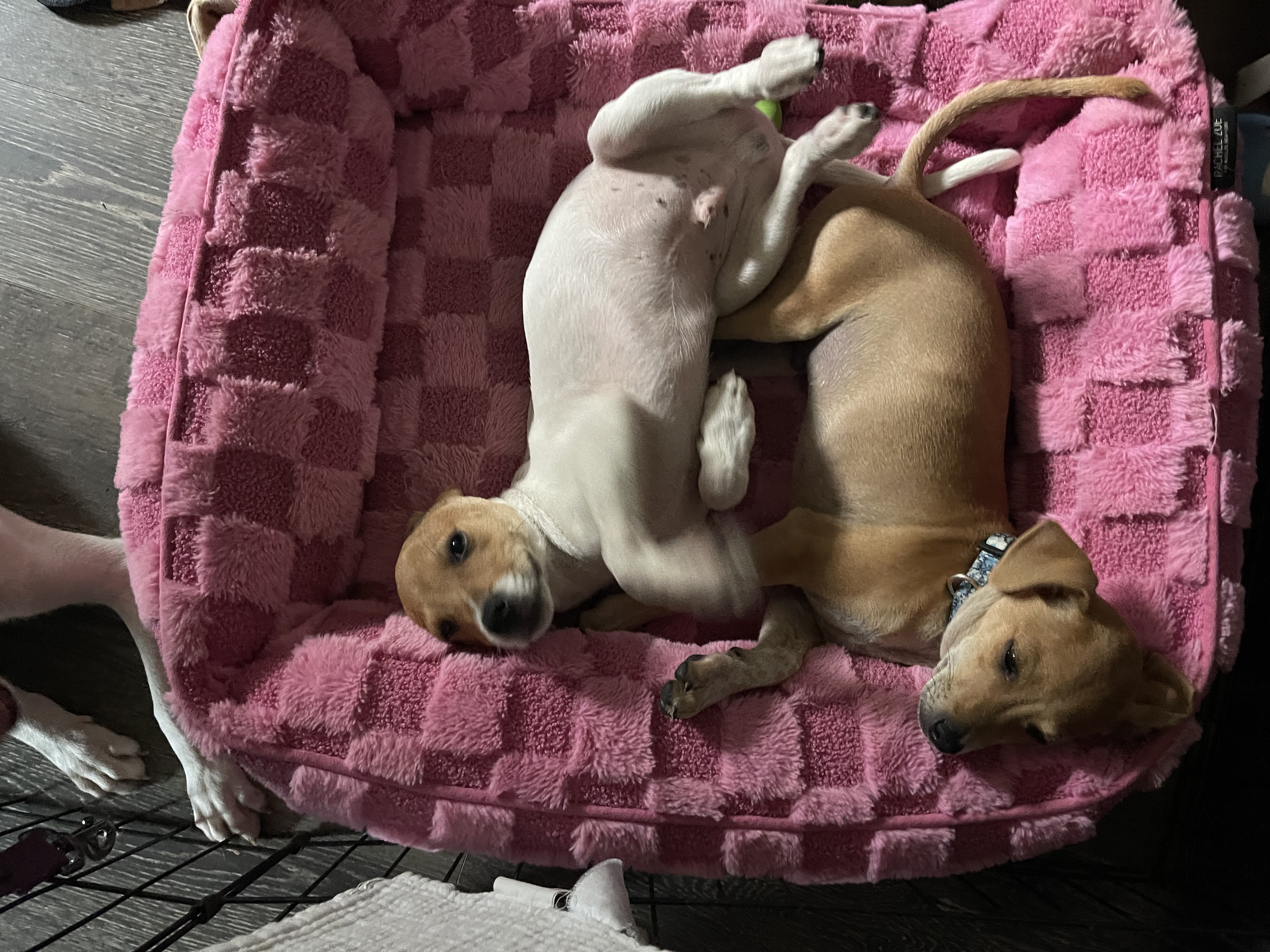 Jenga, Adopted, Puppy Male Jack Russell Terrier.