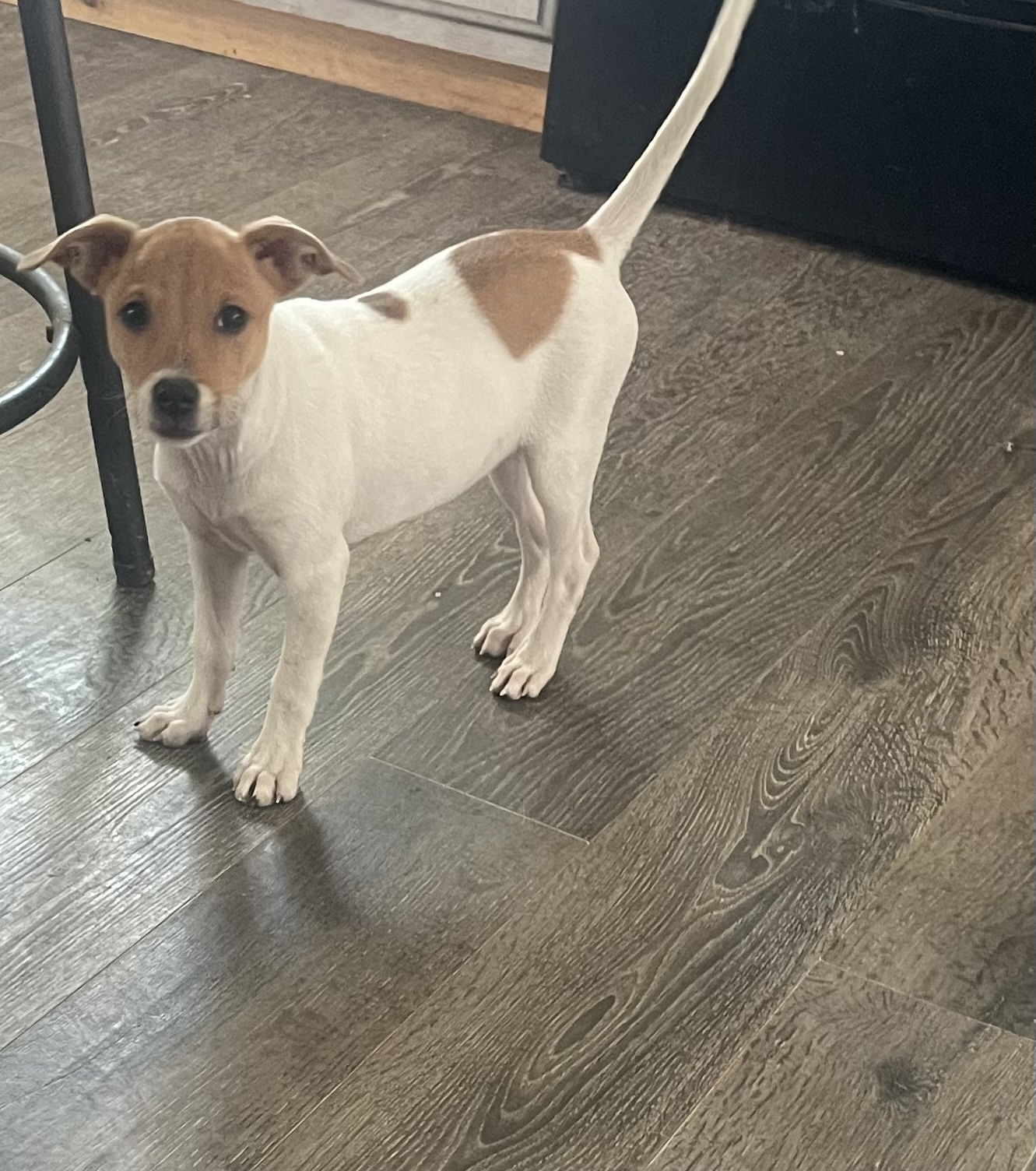 Jenga, a Adopted Jack Russell Terrier in Pleasant Valley, NY image 2/5