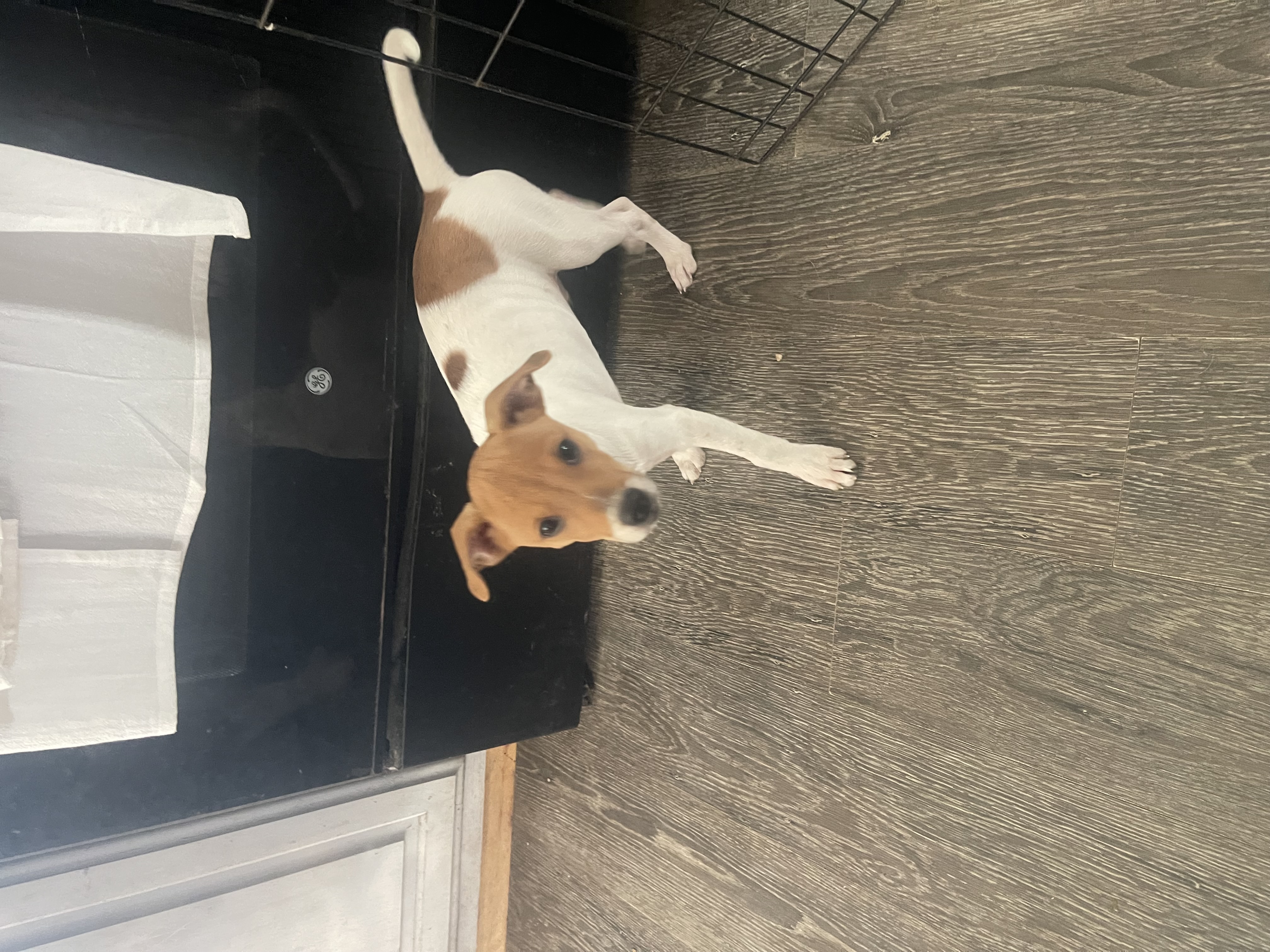 Jenga, a Adopted Jack Russell Terrier in Pleasant Valley, NY image 3/5