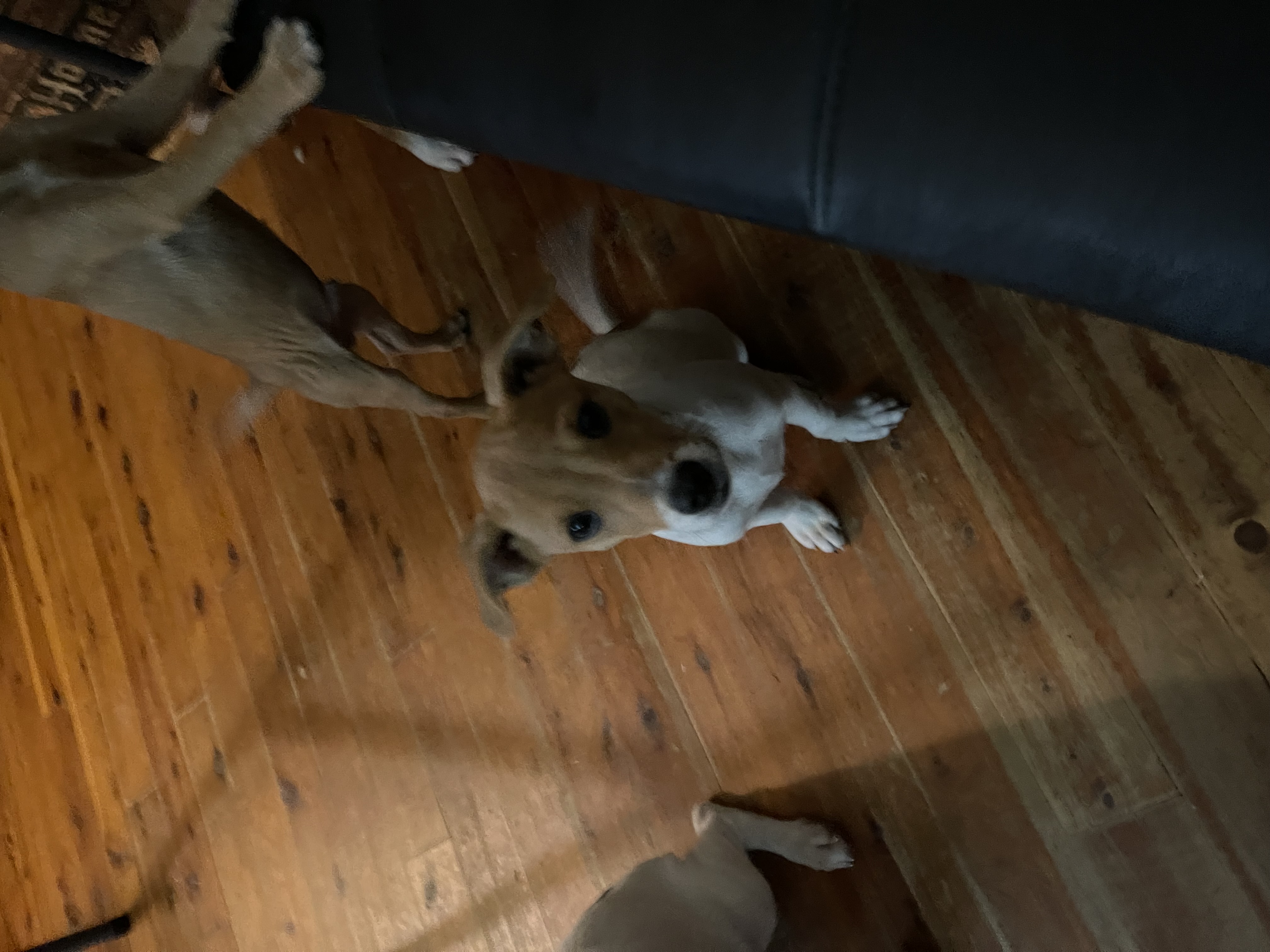 Jenga, a Adopted Jack Russell Terrier in Pleasant Valley, NY image 4/5