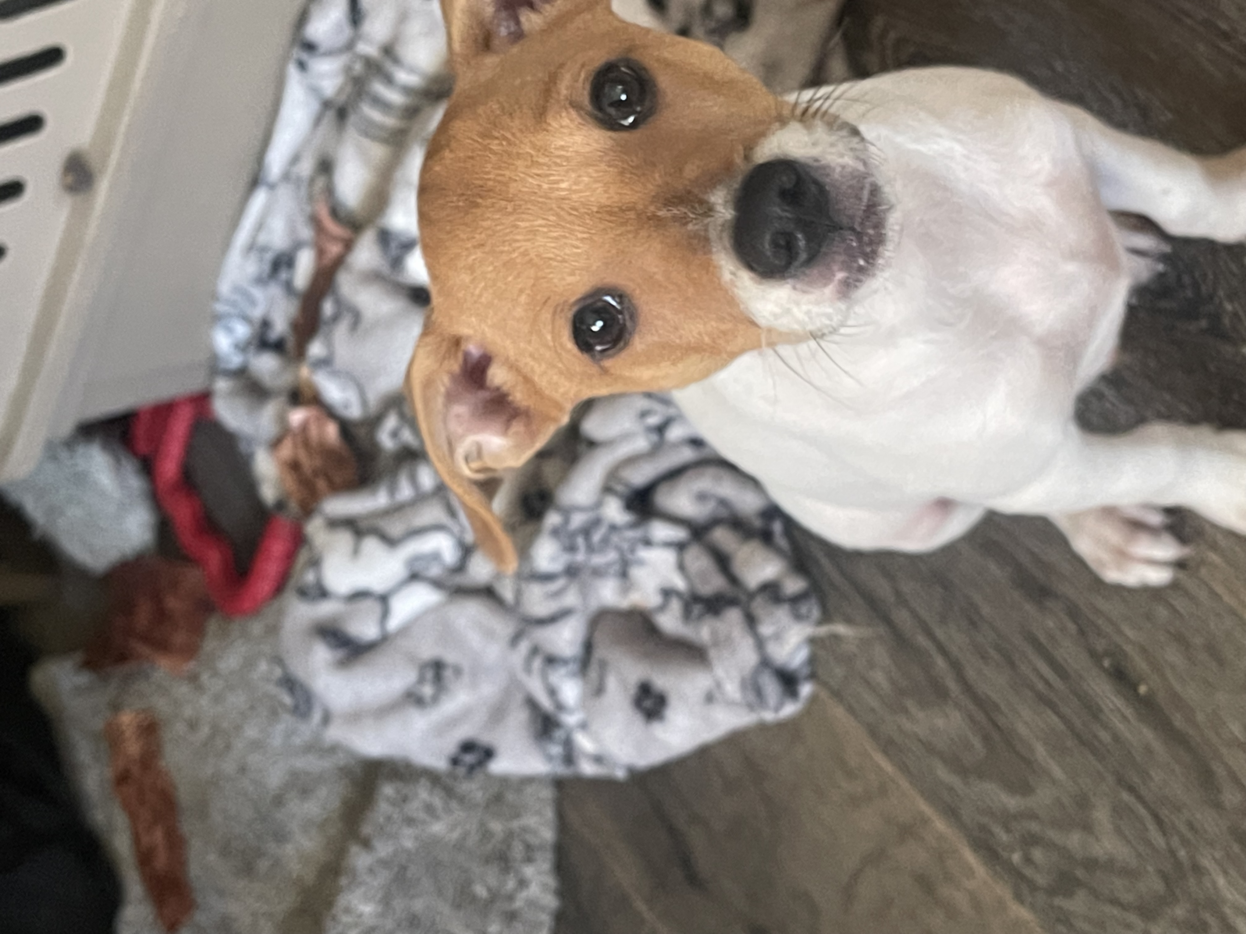 Jenga, a Adopted Jack Russell Terrier in Pleasant Valley, NY image 5/5