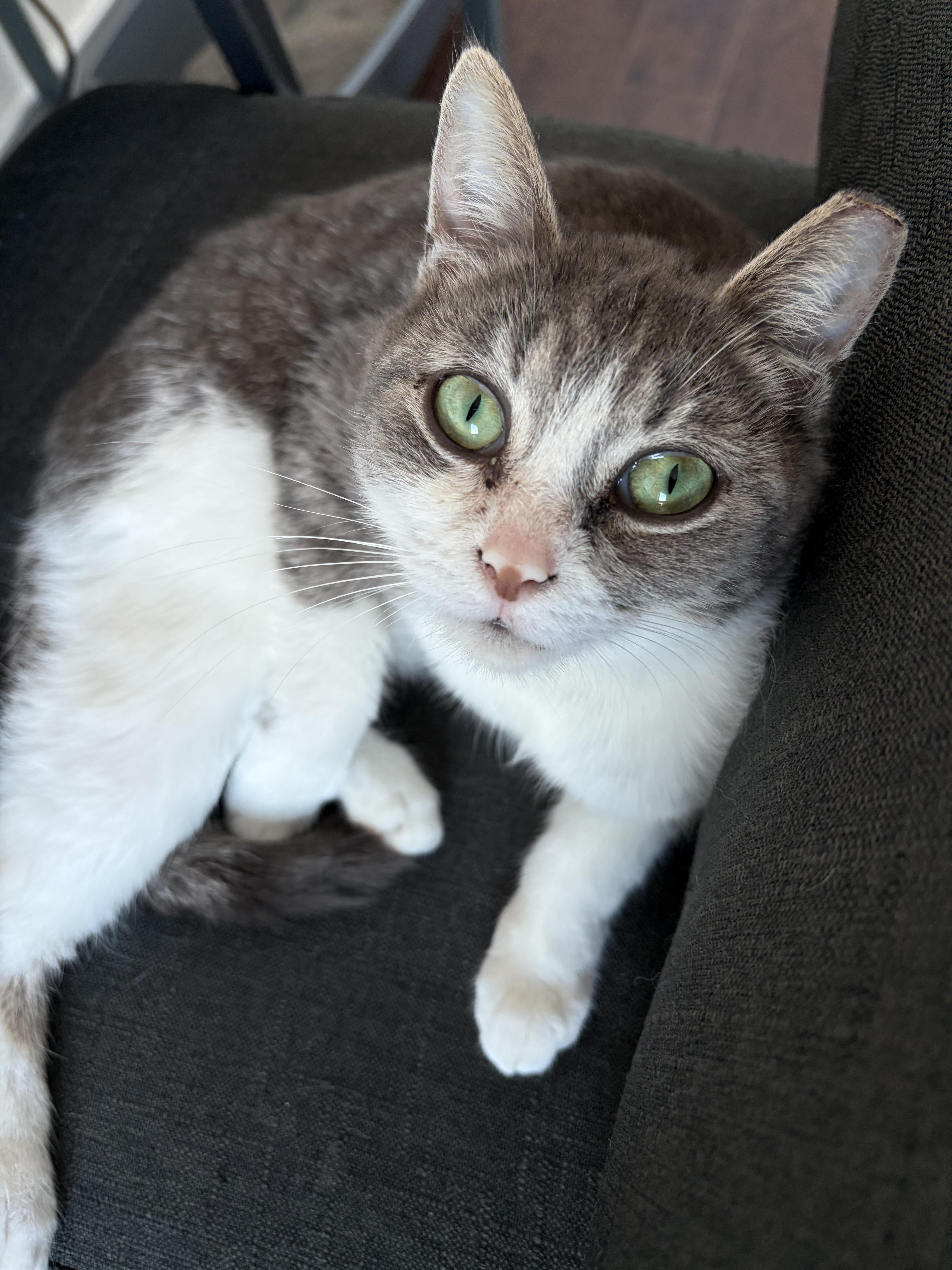 Enlarge Jitterbug, an adopted Domestic Short Hair in Toronto, ON image 5/5