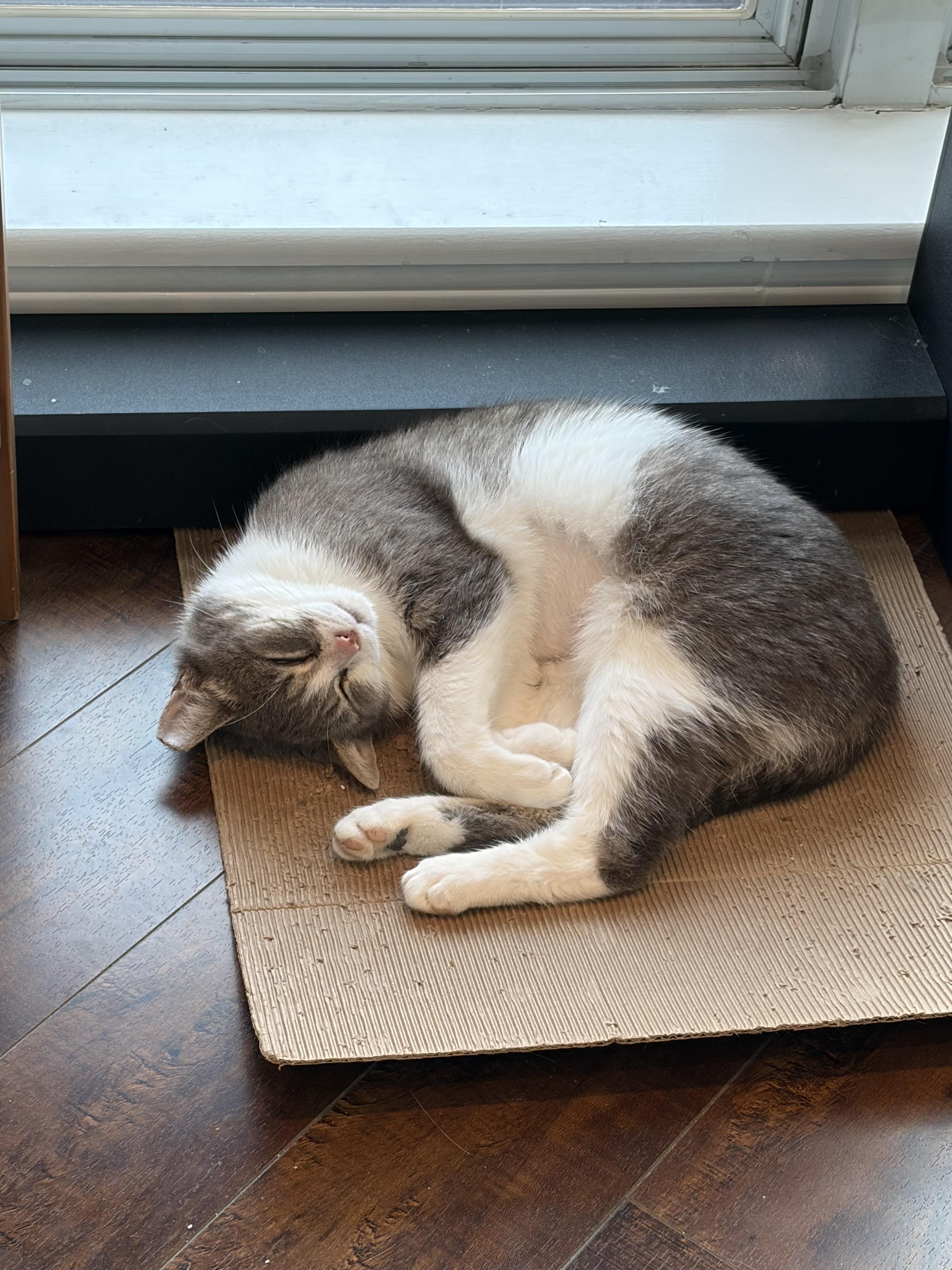 Enlarge Jitterbug, an adopted Domestic Short Hair in Toronto, ON image 2/5