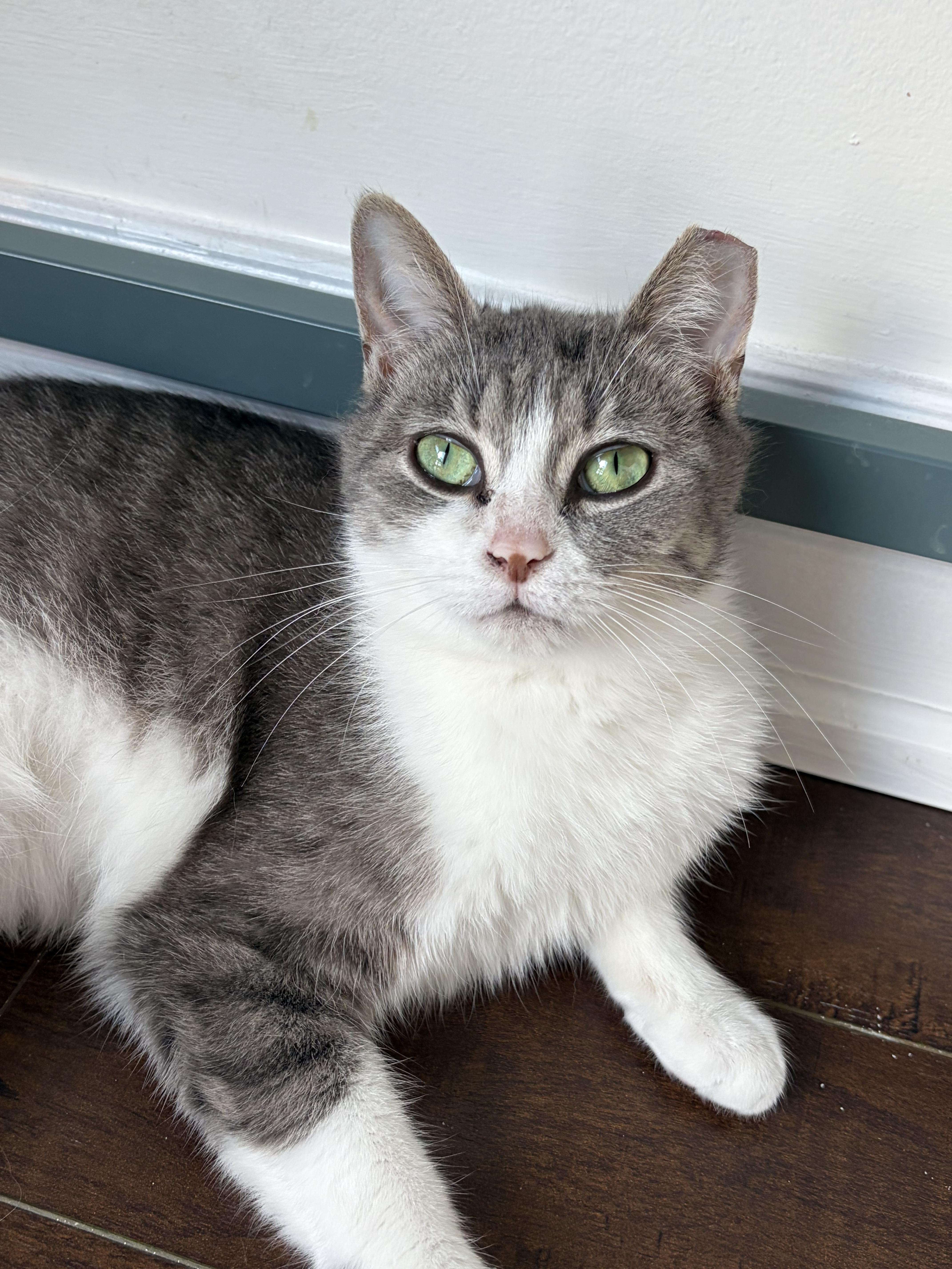 Enlarge Jitterbug, an adopted Domestic Short Hair in Toronto, ON image 3/5