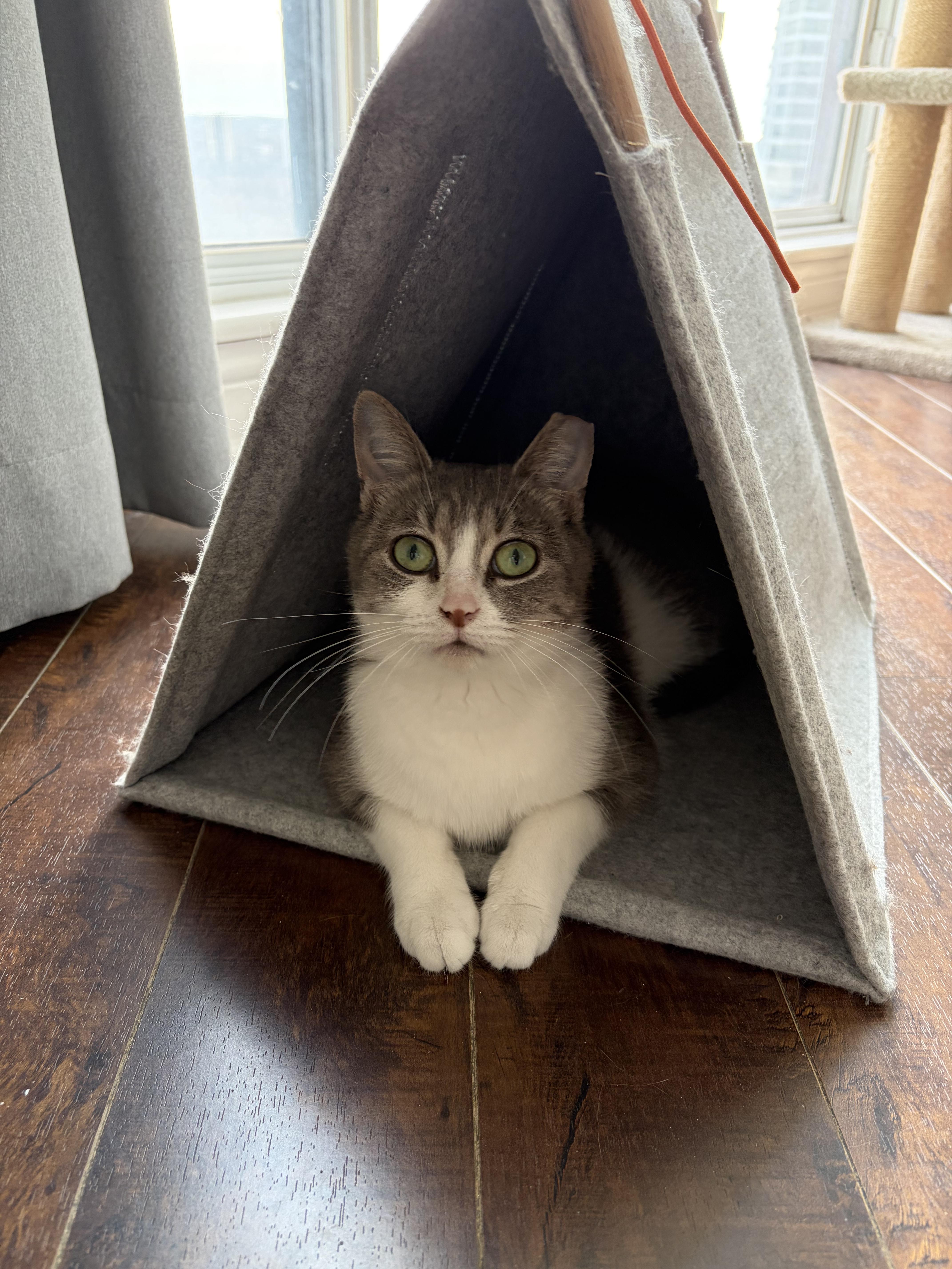 Enlarge Jitterbug, an adopted Domestic Short Hair in Toronto, ON image 4/5