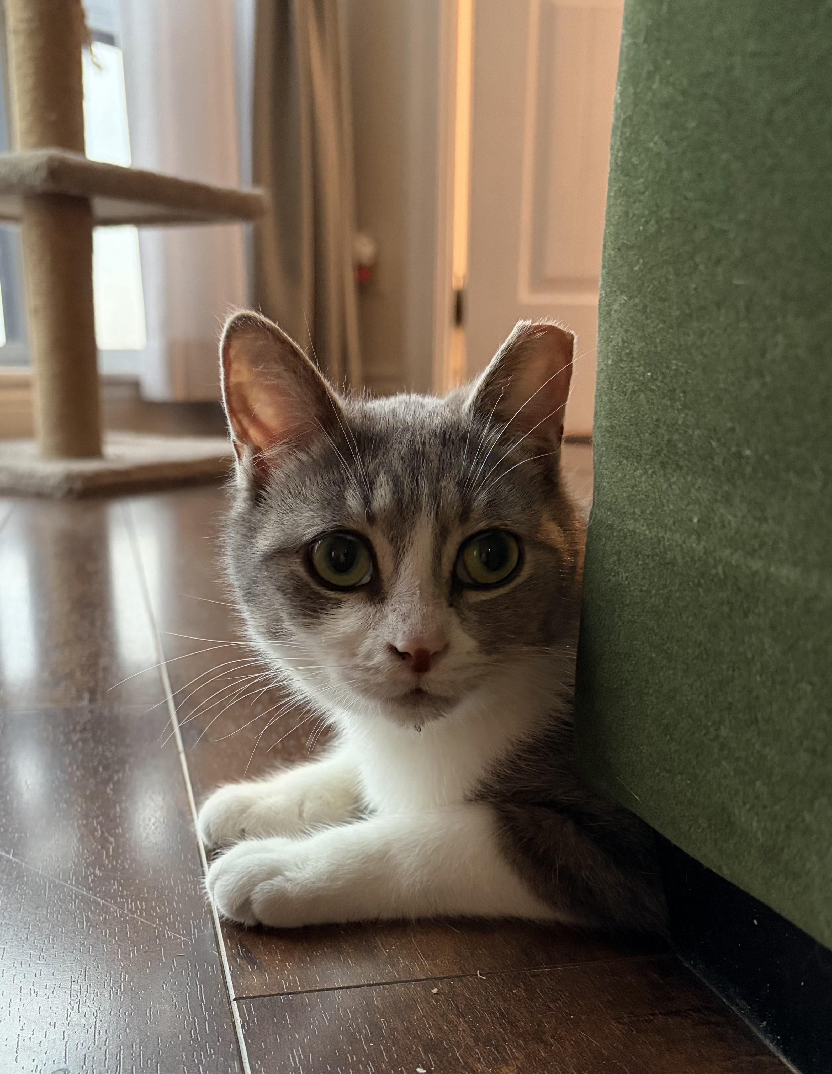 Jitterbug, adopted, Adult Female Domestic Short Hair.
